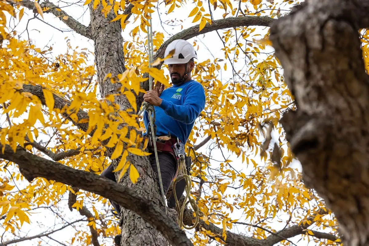 Skilled Tree Planing crew working in Conejos
